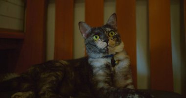 Sakin, rahat, yeşil gözlü bir kedi, rahat bir şekilde dinleniyor, rahat bir şekilde, rahat bir ortam yaratmak için, kapalı bir ahşap sandalyeye uzanıyor..