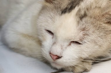Kirli beyaz yetişkin kedi yerde uyuyor.