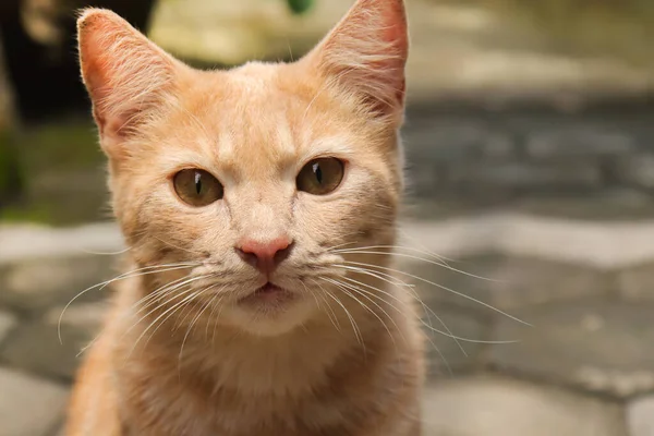 Close Fat Orange Cat Looking Camera While Walking Selective Focus — Stock Photo, Image