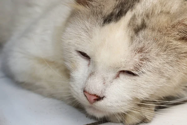 Kucing Putih Kotor Tidur Lantai Dengan Kaki Dagu — Stok Foto
