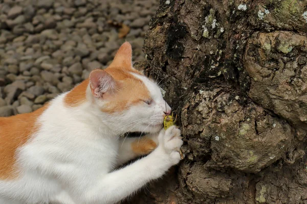 Turkish Van Cat Breed Bites Grasshopper Perches Tree Eats — Stock Photo, Image