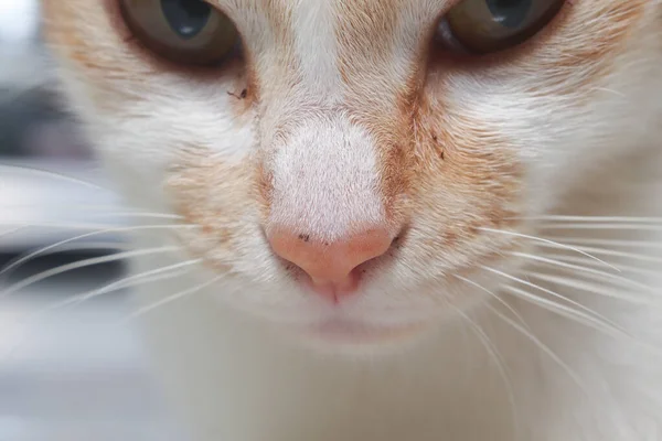 Tembakan Makro Pada Hidung Dan Mulut Kucing Oranye Fokus Selektif — Stok Foto