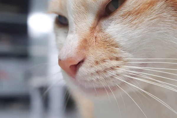 Macro Shot Orange Cat Nose Mouth Selective Focus Imagesmacro Shot — Stock Photo, Image