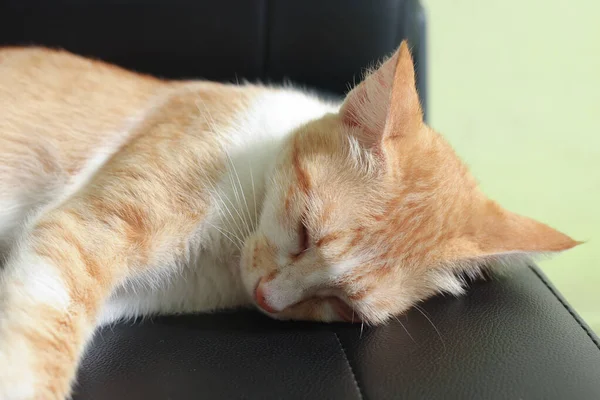 Portrait Orange Cat Sleeping Lay Car Seat — Stok Foto