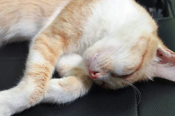 Portrait Orange Cat Sleeping Lay Car Seat — Stok Foto