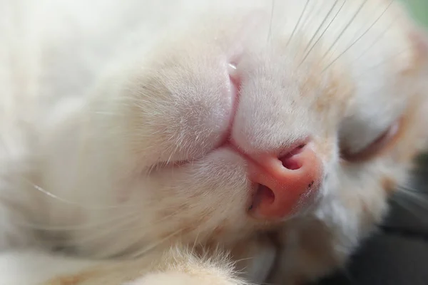 Primer Plano Retrato Gato Naranja Durmiendo Con Los Ojos Cerrados — Foto de Stock