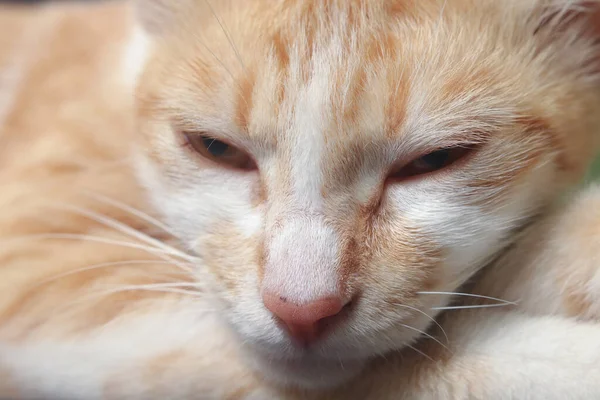 Tutup Potret Kucing Oranye Tidur Dengan Mata Tertutup — Stok Foto