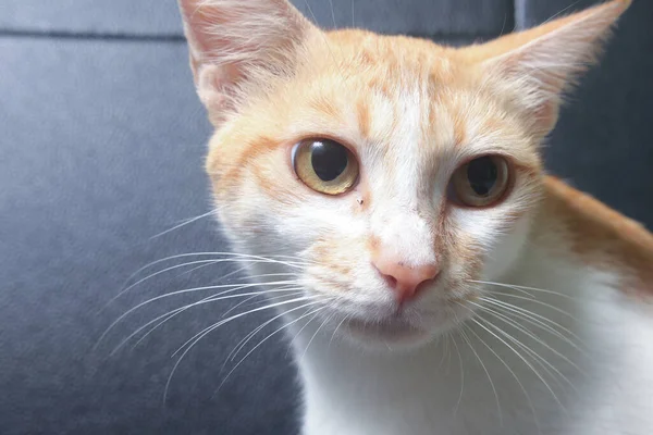 Portrait Javanese Orange Cat — Stock Photo, Image