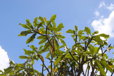 Bunga kemboja ya da Plumeria acuminata çiçeği mavi gökyüzü arka planına karşı. Rahatlatıcı güneşli gün