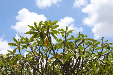 Bunga kemboja ya da Plumeria acuminata çiçeği mavi gökyüzü arka planına karşı. Rahatlatıcı güneşli gün
