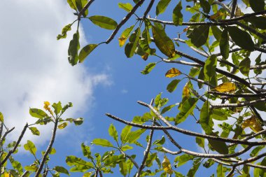 Bunga kemboja ya da Plumeria acuminata çiçeği mavi gökyüzü arka planına karşı. Rahatlatıcı güneşli gün