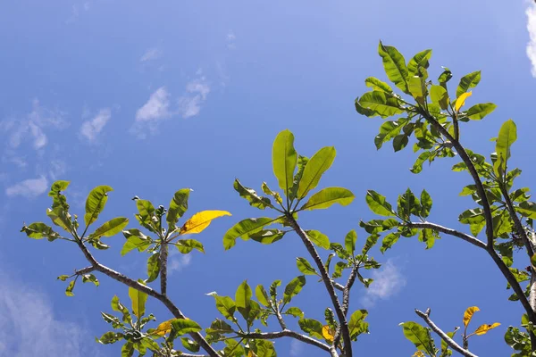Bunga kemboja ya da Plumeria acuminata çiçeği mavi gökyüzü arka planına karşı. Rahatlatıcı güneşli gün