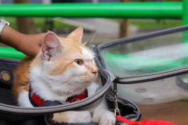 Turuncu kedi utangaç bir şekilde sırt çantasından çıkıyor, evcil hayvan dışarıda sahibiyle oynuyor.