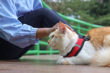 Doğa parkındaki evcil hayvanıyla ilgilenen Asyalı kadının açık hava portresi. İnsanlar ve hayvanlar arasındaki aşk ilişkisi.