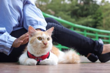 Doğa parkındaki evcil hayvanıyla ilgilenen Asyalı kadının açık hava portresi. İnsanlar ve hayvanlar arasındaki aşk ilişkisi.