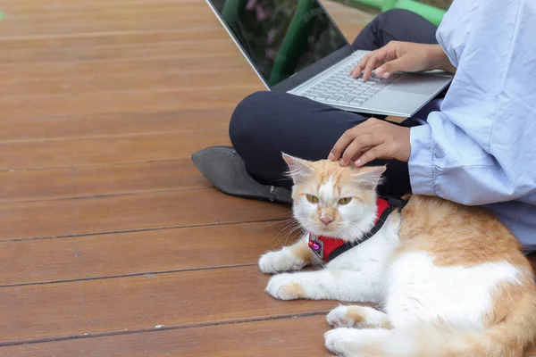 Outdoor portrait of Asian hijab woman holding and giving gentle touch to cat, taking care of her pet while working on laptop in nature park. Love relationship between humans and animals.