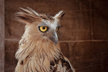 Buffy Fish Owl perched on its nest clipart