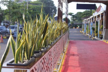 Dekorasyon olarak Sansevieria trifasciata ya da istasyon çitlerinde yılan fabrikası. Cirebon, Endonezya - 03 21 2025