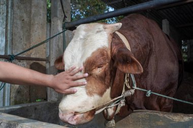 Asyalı Müslüman çiftçinin portresi. Çiftlikteki limuzin ineğine bakıyor.