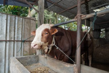 Limuzin ineğinin kafasının iple bağlandığı kafaya yakın bir yerde.