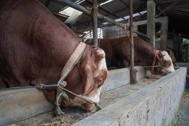 Limuzin ineğinin kafasının iple bağlandığı kafaya yakın bir yerde.