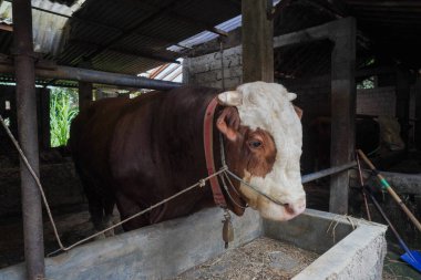 Limuzin ineğinin kafasının iple bağlandığı kafaya yakın bir yerde.