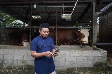 Çiftlikte limuzin ineğinin önünde cep telefonu kullanan Asyalı Müslüman çiftçi.