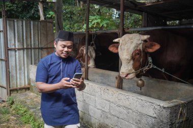 Çiftlikte limuzin ineğinin önünde cep telefonu kullanan Asyalı Müslüman çiftçi.