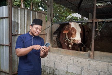 Çiftlikte limuzin ineğinin önünde cep telefonu kullanan Asyalı Müslüman çiftçi.
