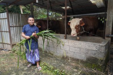 Asyalı Müslüman çiftçi çiftlikte limuzin ineği bezi otlatıyor.