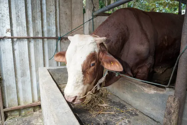 Limuzin ineğinin kafasının iple bağlandığı kafaya yakın bir yerde.