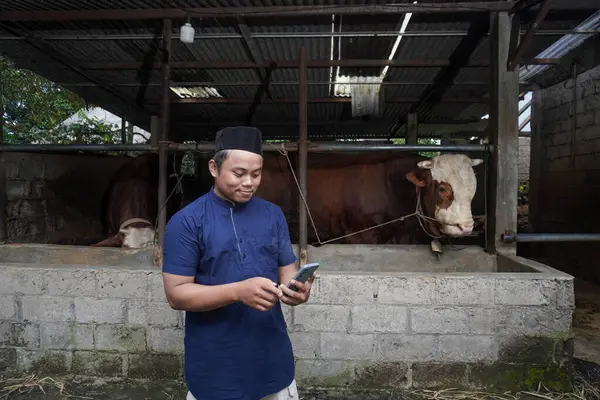 Çiftlikte limuzin ineğinin önünde cep telefonu kullanan Asyalı Müslüman çiftçi.