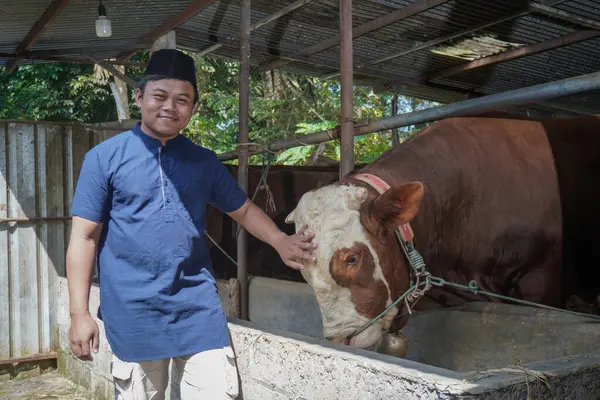 Asyalı Müslüman çiftçinin portresi. Çiftlikteki limuzin ineğine bakıyor.