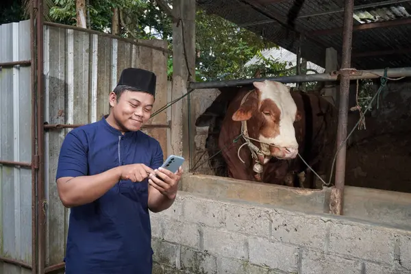 Çiftlikte limuzin ineğinin önünde cep telefonu kullanan Asyalı Müslüman çiftçi.