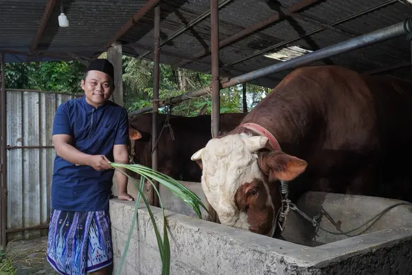 Asyalı Müslüman çiftçi çiftlikte limuzin ineği bezi otlatıyor.