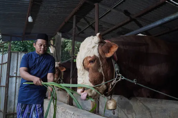 Asyalı Müslüman çiftçi çiftlikte limuzin ineği bezi otlatıyor.