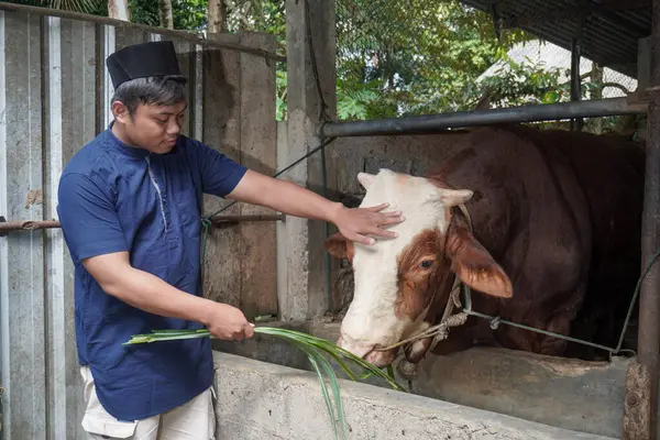 Asyalı Müslüman çiftçi çiftlikte limuzin ineği bezi otlatıyor.