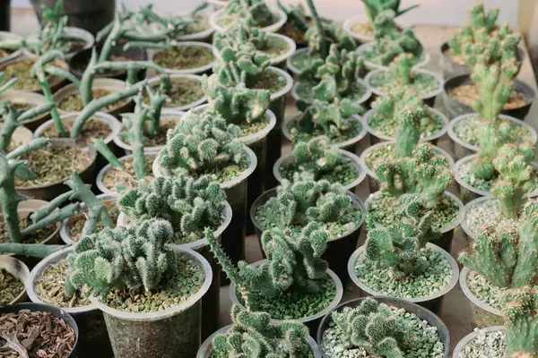 Plastik bardaklara yerleştirilmiş, satılmaya hazır bir dizi sulu kaktüs bitkisi. Her bitki kendine has şekil ve dokusunu sergiler. Dekorasyon ve hediye için mükemmeldir.