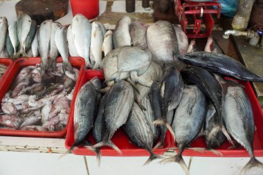 Zıpzıp ve fırkateyn ton balığı gibi çeşitli balıklar canlı bir balık pazarında satışa sunuluyor.