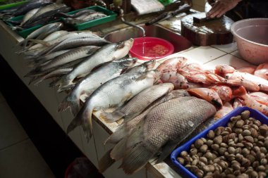 Zıpzıp ve fırkateyn ton balığı gibi çeşitli balıklar canlı bir balık pazarında satışa sunuluyor.
