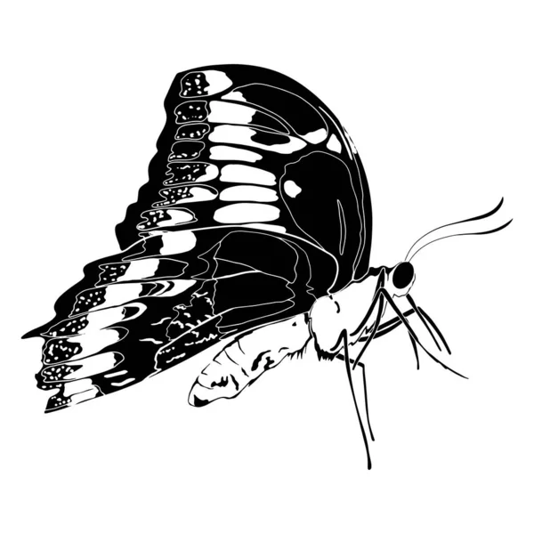 Ilustración Silueta Mariposa Negro Aislado Sobre Fondo Blanco — Foto de Stock