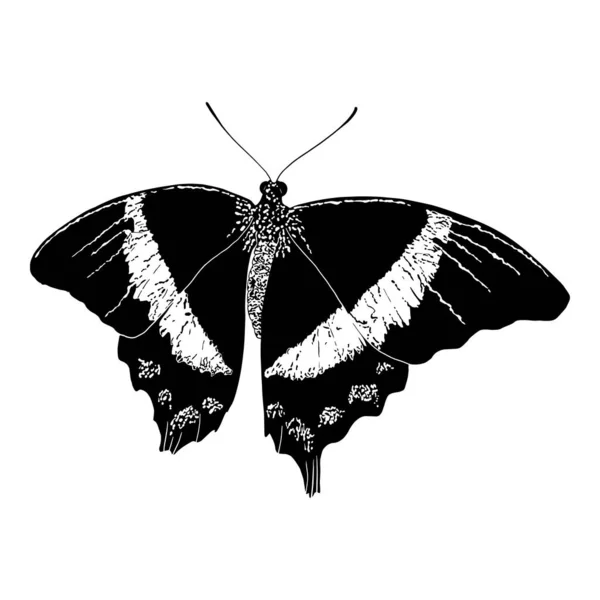 Vlinder Silhouet Illustratie Zwart Geïsoleerd Witte Achtergrond — Stockvector