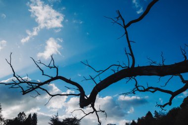 Katı, yapraksız bir ağaç bulutlu bir gökyüzüne karşı duruyor, sivri dalları dramatik bir siluet oluşturuyor..