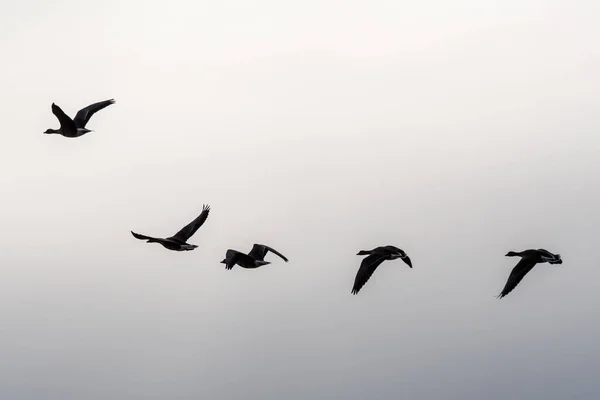Five wild geese in flight one after another in a cloudy haze, backlight