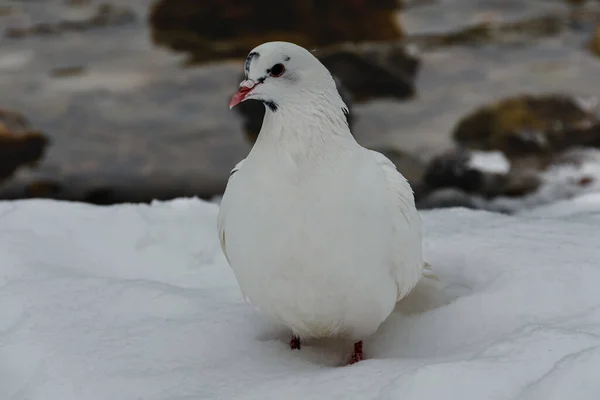 Weiße Taube Nahaufnahme Auf Flauschigem Weißen Schnee Ein Verschwommener Hintergrund — Stockfoto