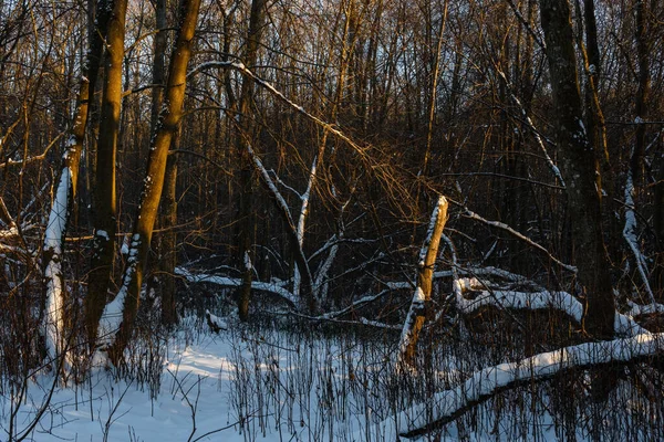Заросли Зимнем Заснеженном Лиственном Лесу Свет Низкого Северного Солнца Придает — стоковое фото