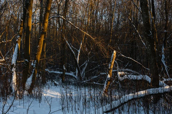 Dickicht Winter Schneebedeckten Laubwald Das Licht Der Tief Stehenden Nordsonne Stockfoto