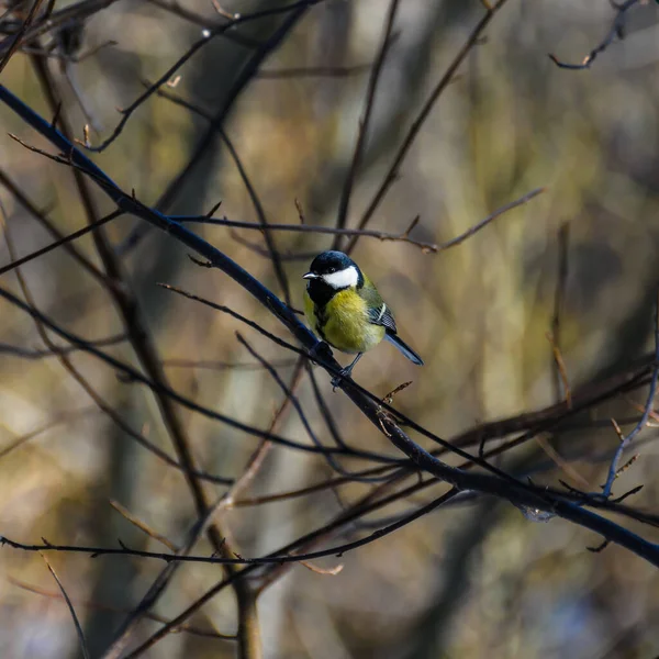 Great Tit Sits Leafless Branch Wild Early Spring Close — Stok fotoğraf