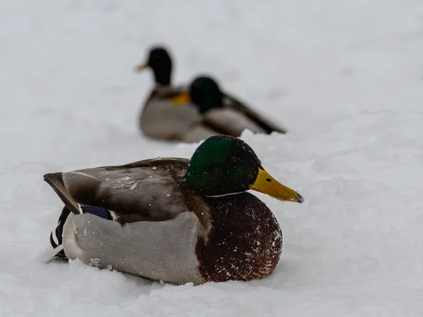 野生野鸭在洁白的雪地上 在寒冷中被冰滴覆盖的美丽的堤坝的特写 — 图库照片