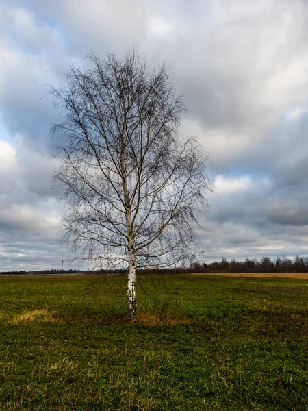 Stock image Single leafless birch tree in a rural field in autumn. Beautiful cloudy sky.